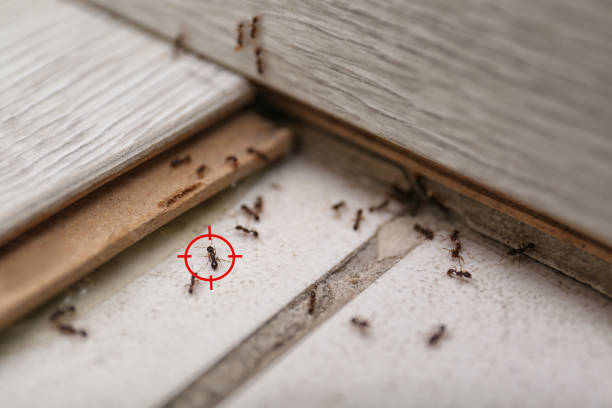 Best Residential Pest Control  in Fern Prairie, WA